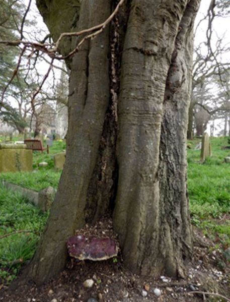 A senescent bracket with dulled purplish colourations in Buckhurst Hill, Essex